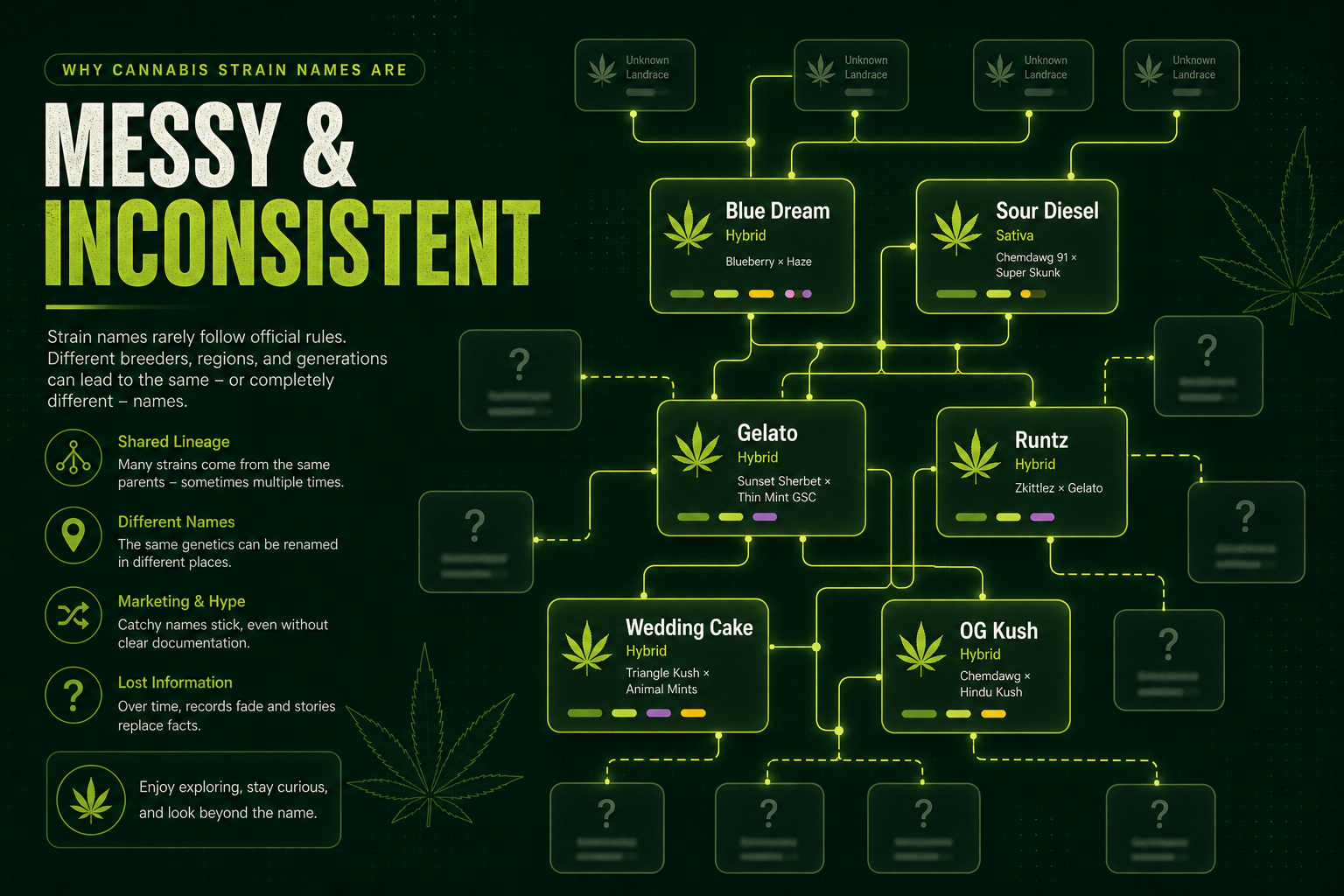 Abstract cannabis family tree graphic connecting popular strain names and modern hybrid families