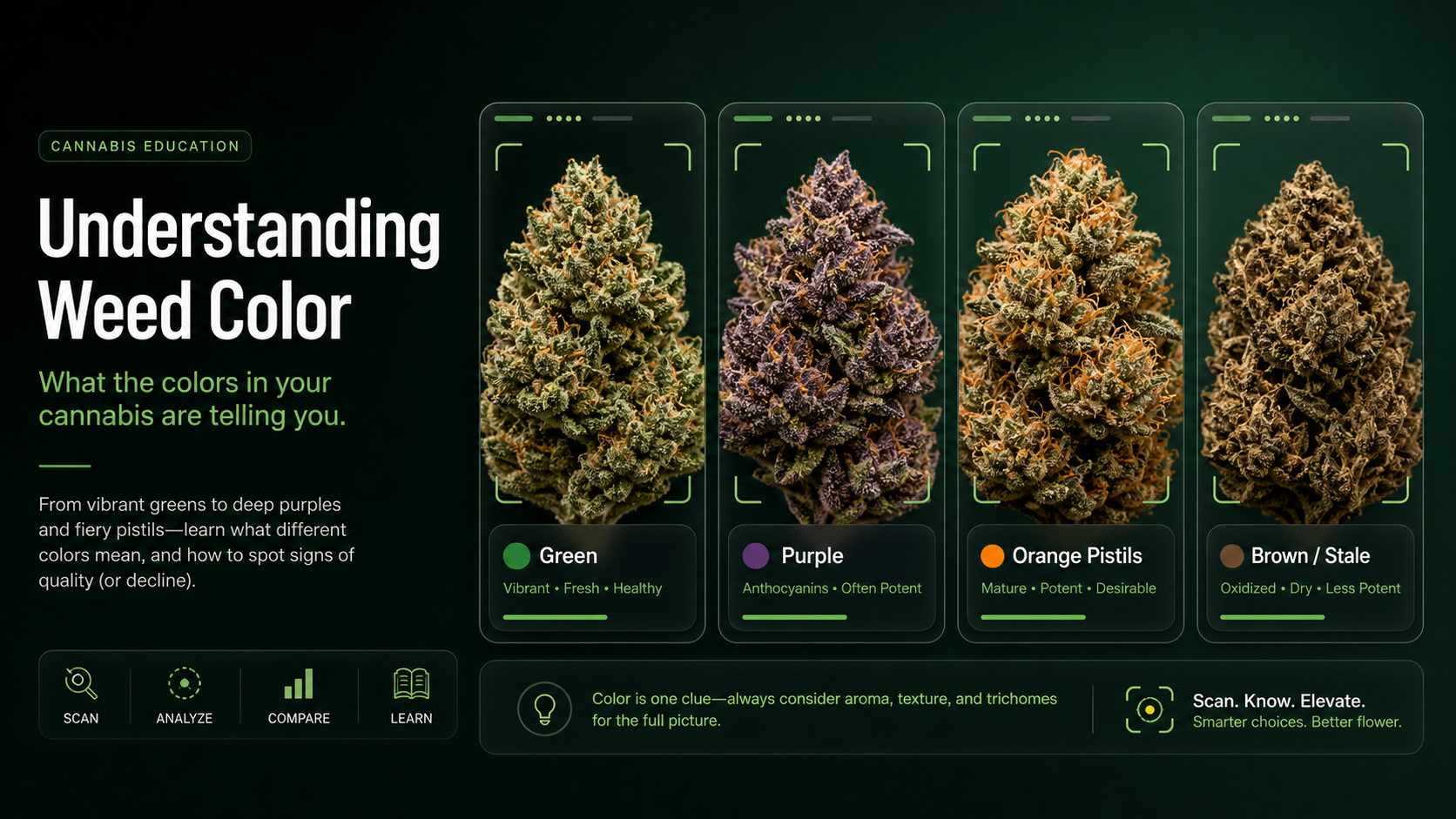Dry cannabis flower color clue cards showing green, purple, orange pistil, and brown visual examples with scan-style overlays